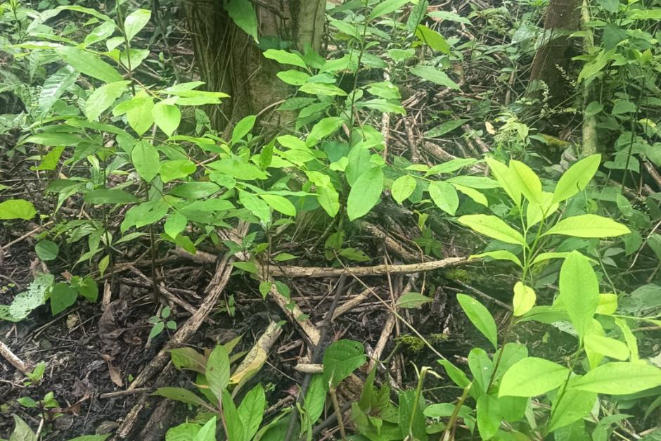 La&nbsp;Subdirecci&oacute;n General de An&aacute;lisis de Informaci&oacute;n Antinarc&oacute;tica (SGAIA) erradic&oacute; una plantaci&oacute;n de arbusto de coca. (Foto: SGAIA)