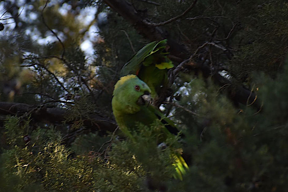 Una parvada de loros habita los &aacute;rboles de la USAC. (Foto: Fredy Hern&aacute;ndez/Soy502)