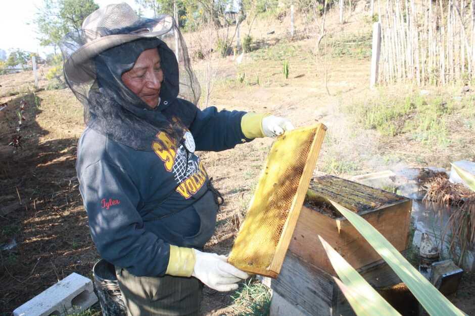 Producci&oacute;n de miel en Guatemala: Sostenibilidad y salud natural.&nbsp;(Foto: Alfonso Gu&aacute;rquez/Colaborador)