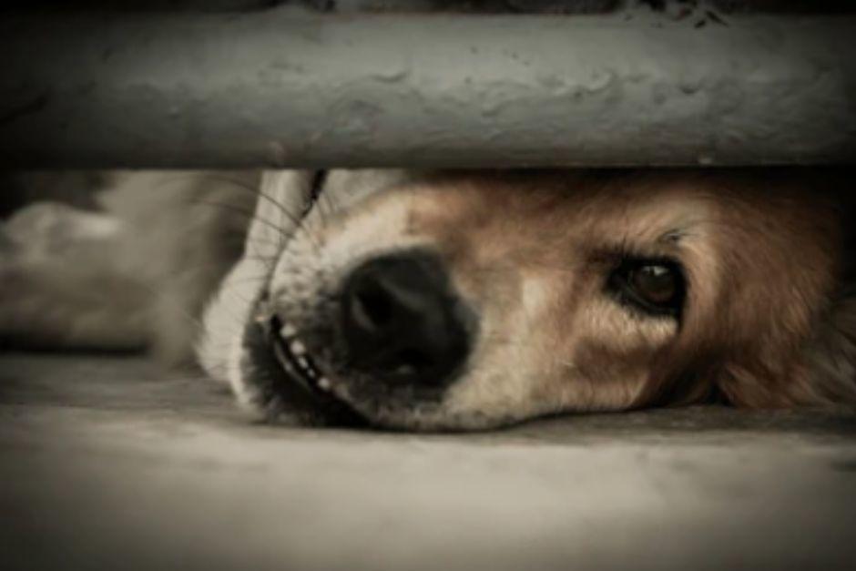 Las denuncias contra el maltrato animal ahora podr&aacute;n ser ingresadas de manera m&aacute;s &aacute;gil. (Foto ilustrativa: Shutterstock)