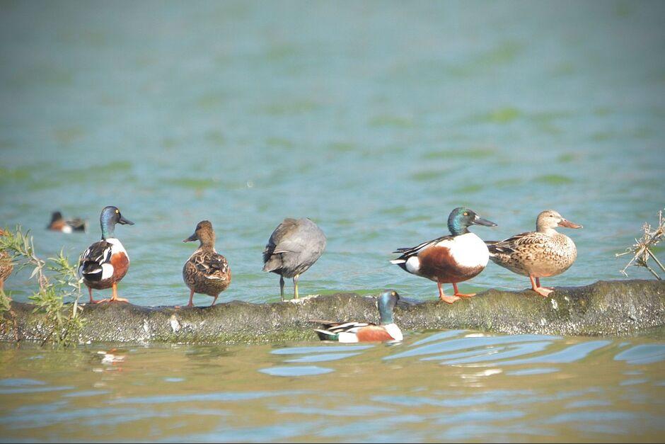 La contaminaci&oacute;n del lago es el mayor peligro para las aves que visitan nuestro pa&iacute;s. (Foto: Edwards Morales/Colaborador)