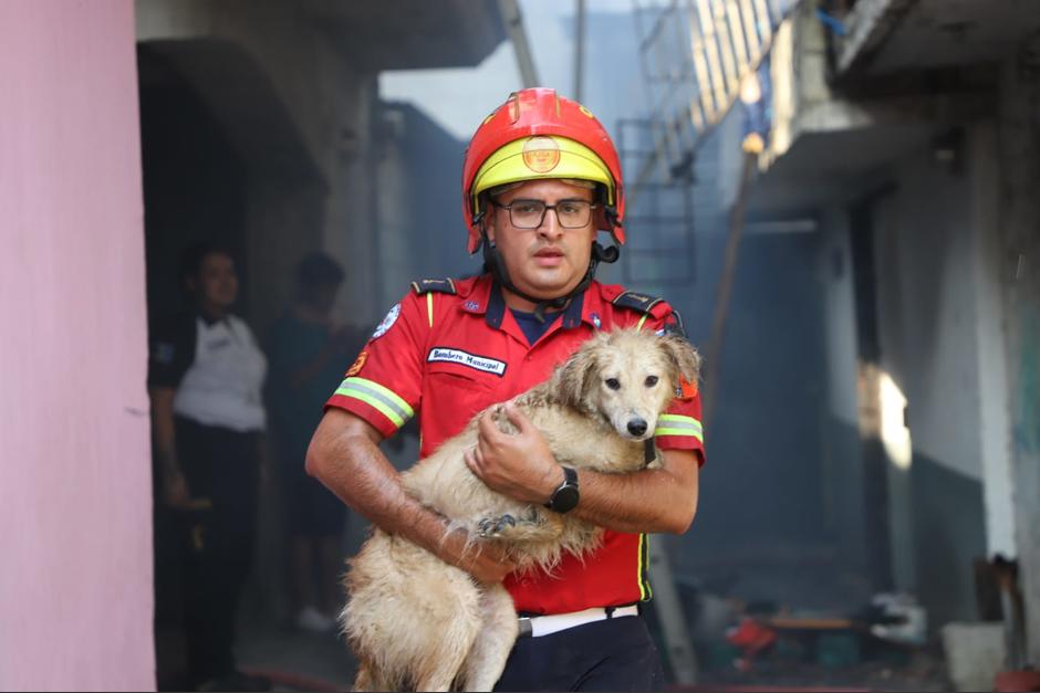 Los caninos se encontraban dentro del inmueble incendiado. (Foto: Bomberos Municipales)