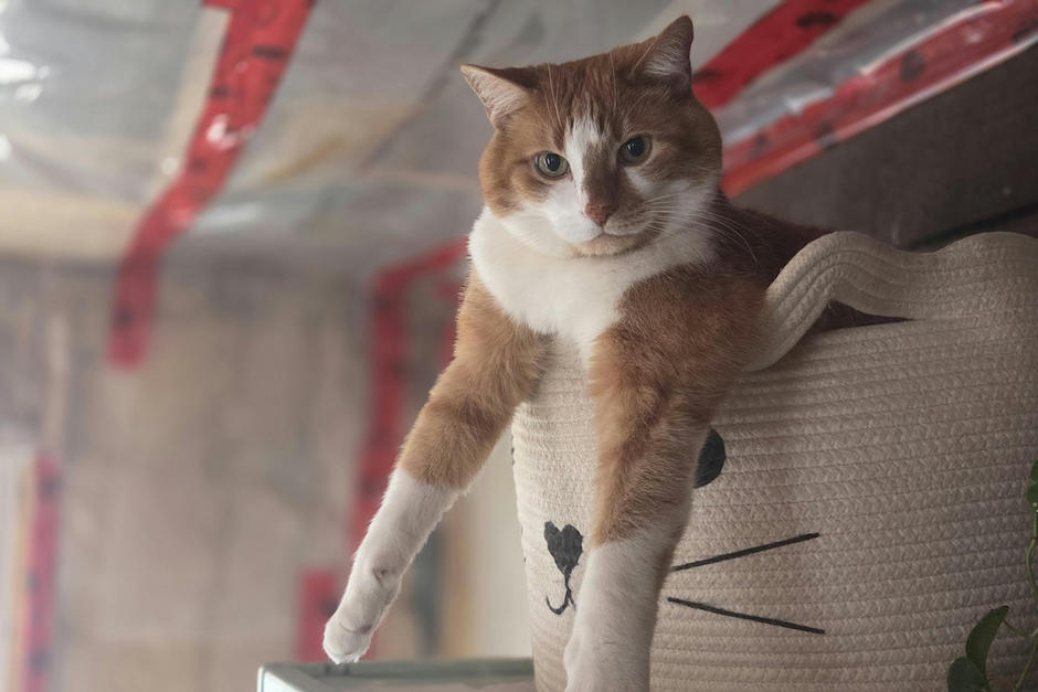 As&iacute; puedes transportar a tu gato. (Foto ilustrativa: Pexels)