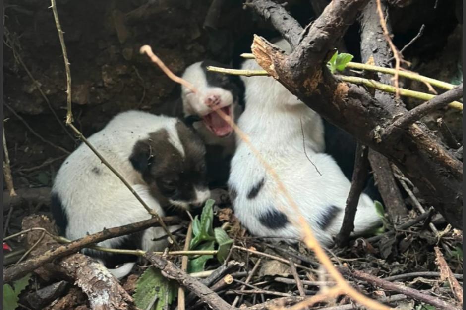 Los cachorros fueron hallados bajo unas ramas. (Foto: Sebasti&aacute;n Siero)