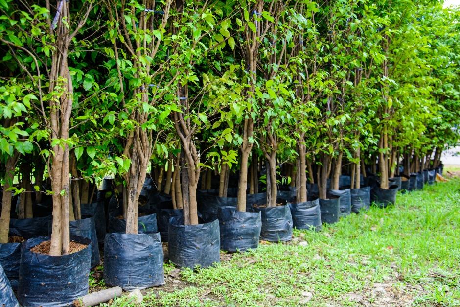 El plan de reforestaci&oacute;n se ejecuta en tres fases en distintas zonas del trayecto. (Foto ilustrativa: Shutterstock)