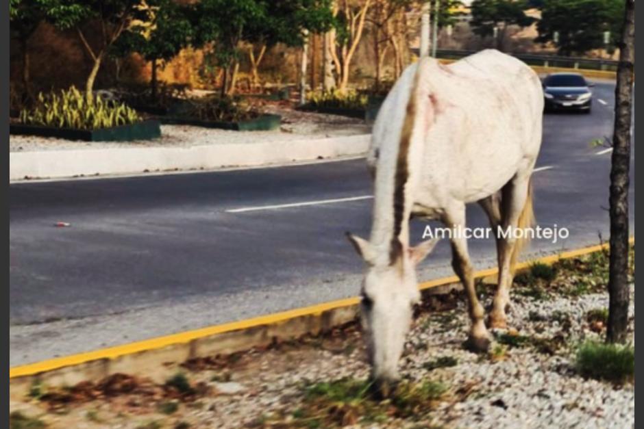El animal logr&oacute; ser amarrado a un &aacute;rbol. (Foto: Amilcar Montejo)