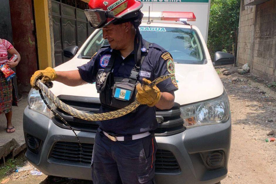 La serpiente tiene una longitud aproximada de 1.50 metros. (Foto: Asonbomd)