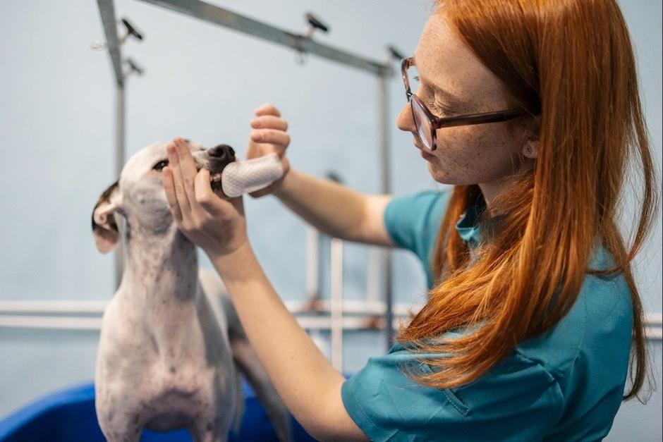 La salud bucal de las mascotas es importante. (Foto: Shutterstock)