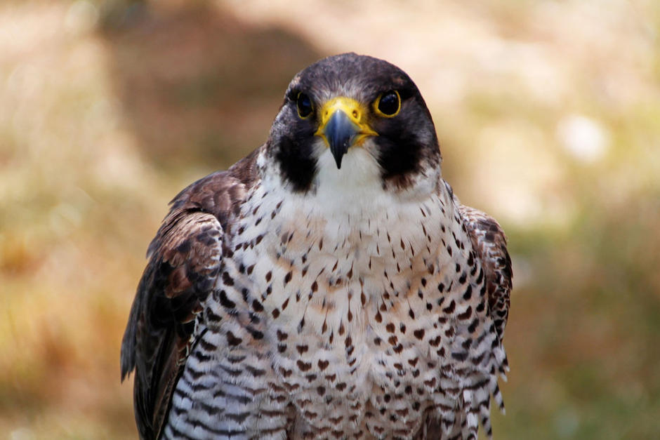 un ejemplar de halcón peregrino fue captado en una de las plantas m&aacute;s altas de edificio en zona 10. (Foto: Pixabay)