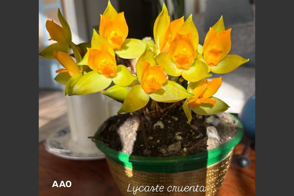 El festival fortalecer&aacute; la econom&iacute;a y comercio local. (Foto: Asociaci&oacute;n Altaverapacense de Orquideolog&iacute;a)