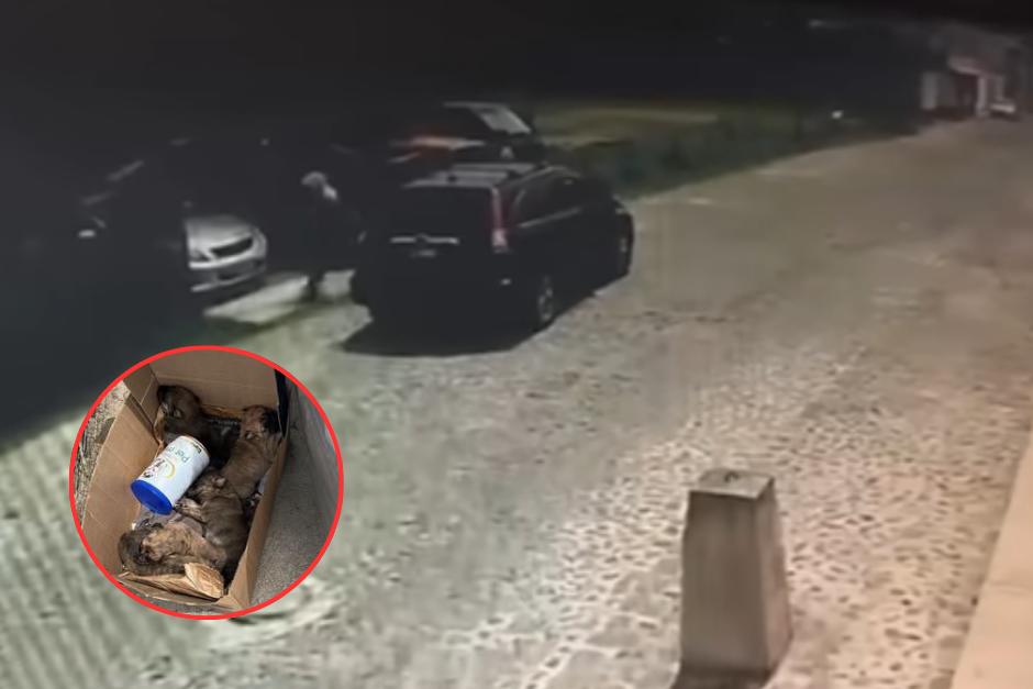 Los cachorros fueron abandonados junto a una nota. (Foto: Captura de video RRSS)