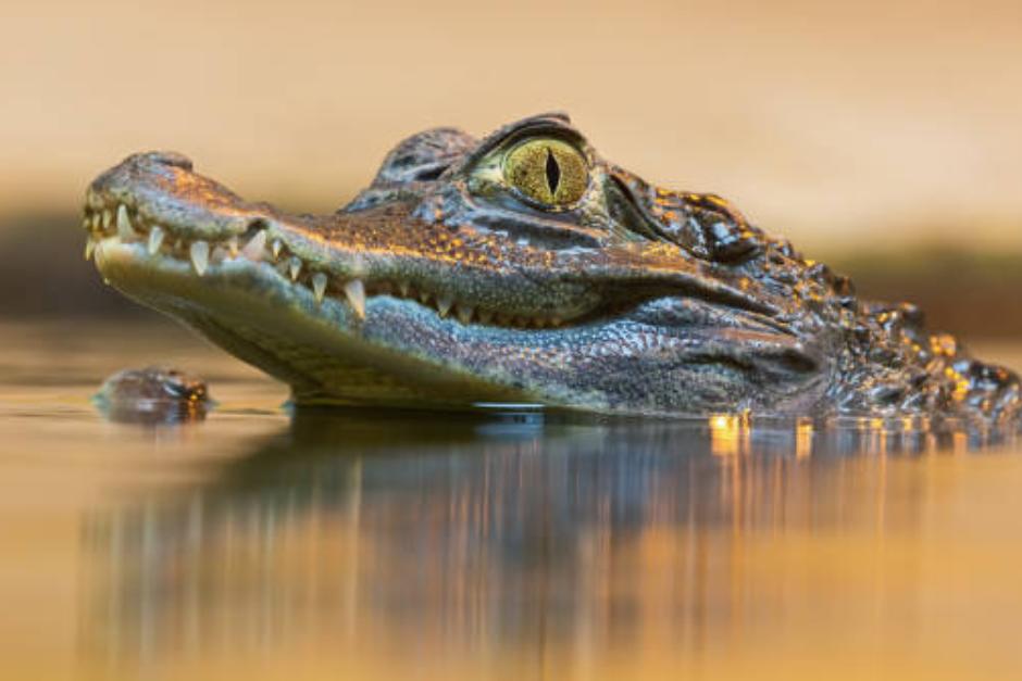 El caim&aacute;n qued&oacute; bajo resguardo del CONAP.&nbsp;(Foto ilustrativa: iStock)