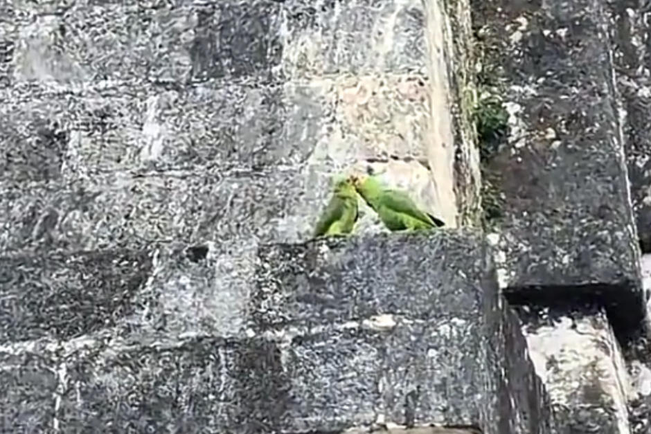 La pareja de aves fue captada en pleno cortejo. (Foto: Jair Herrera)