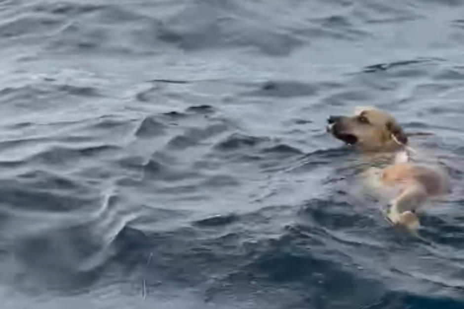 El perro fue encontrado por pescadores mientras nadaba mar adentro. (Fotos: Redes Sociales)