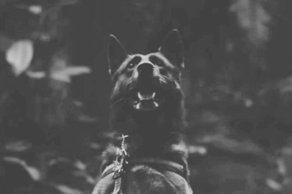 "Roger", colabor&oacute; durante 11 a&ntilde;os con los Bomberos Voluntarios el labores como rastreo y rescate. (Foto: Bomberos Voluntarios)