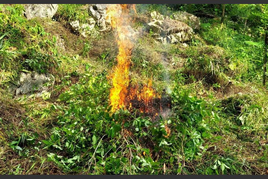Los arbustos fueron incinerados. (Foto: PNC)