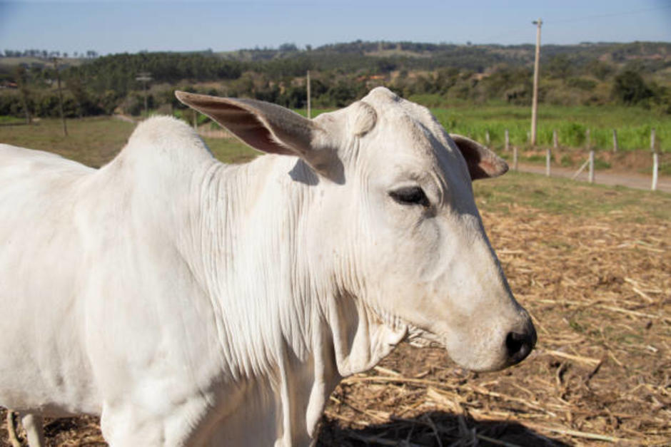 La vaca muri&oacute; tras ser impactada por el microb&uacute;s, en Chiquimula. (Foto ilustrativa: istock)