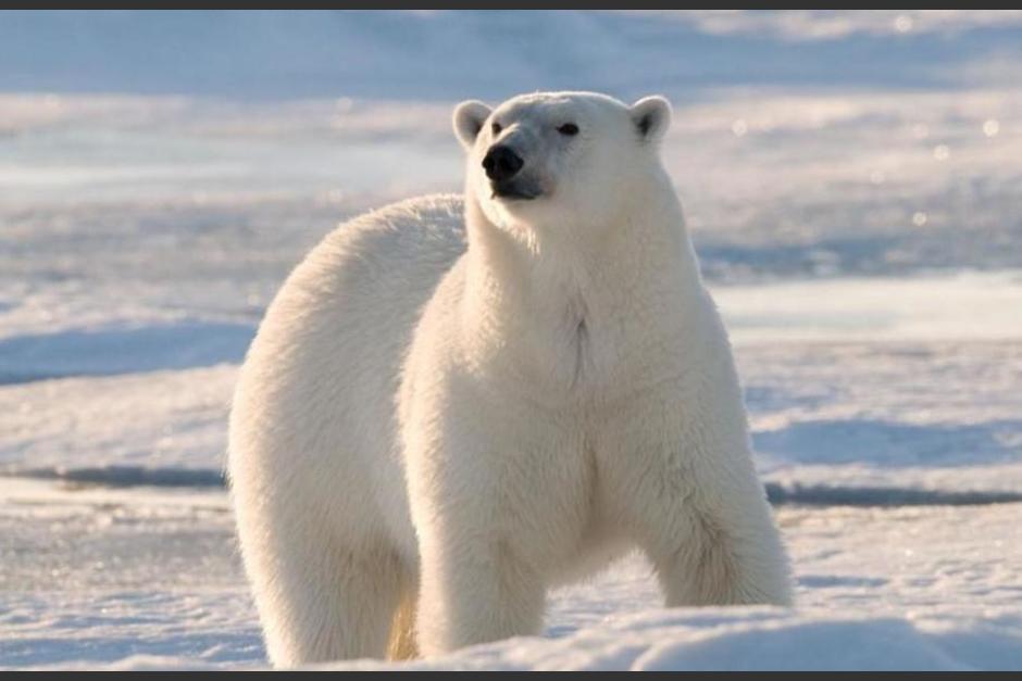 Los motivos del ataque a&uacute;n se desconocen. (Foto: AFP)
