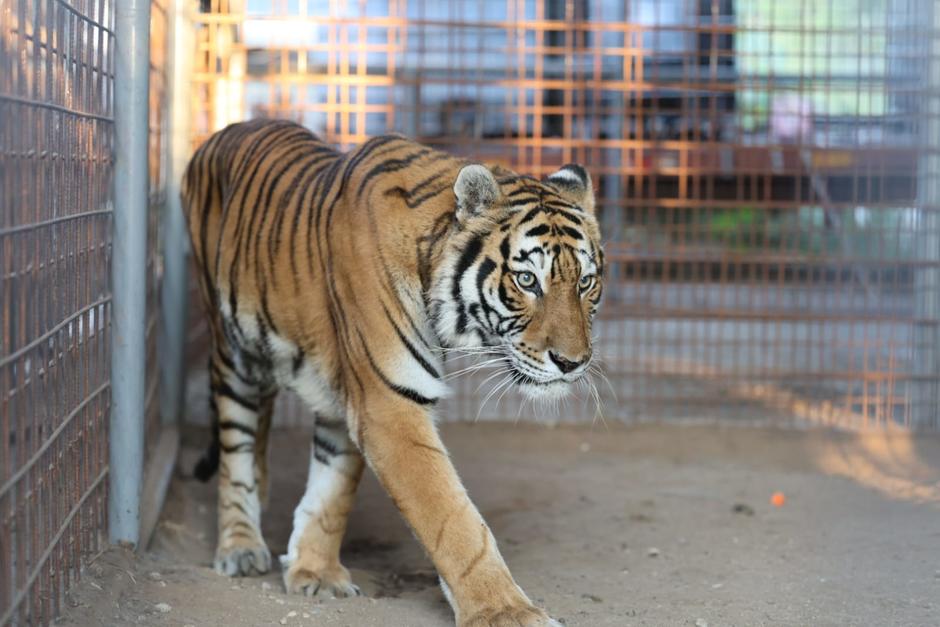 Los felinos habr&iacute;an sido entregados de forma voluntaria para su traslado. (Foto: CONAP)