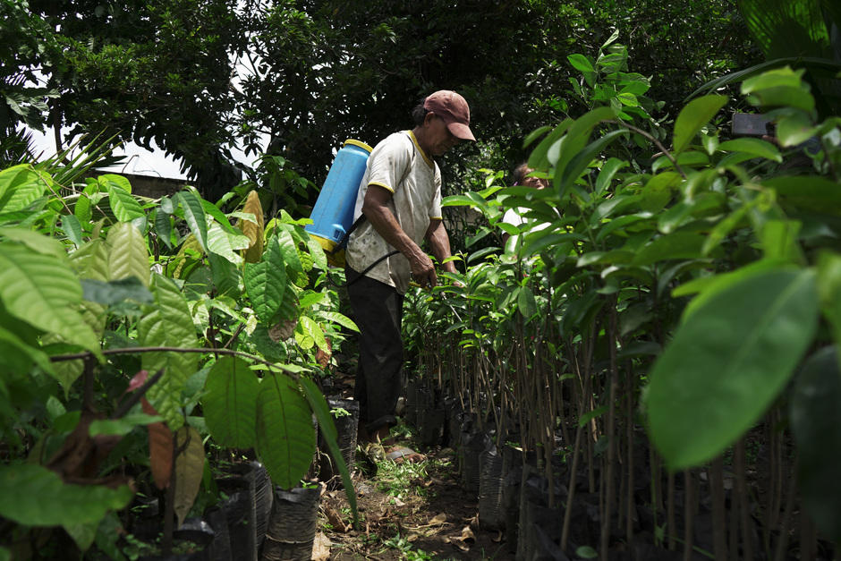Todo tipo de cultivo puede estar expuesto a plagas.&nbsp;(Foto: &Aacute;ngel Revolorio/Colaborador)