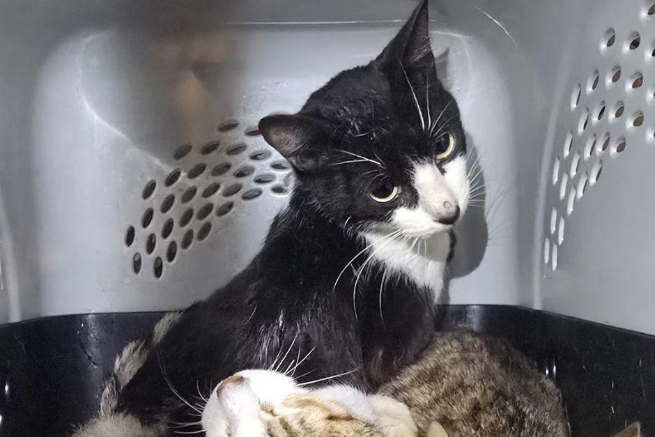 Los peque&ntilde;os gatos fueron rescatados de varios vecinos. (Foto:&nbsp;&nbsp;Albergue Municipal de Mascotas Mixco)