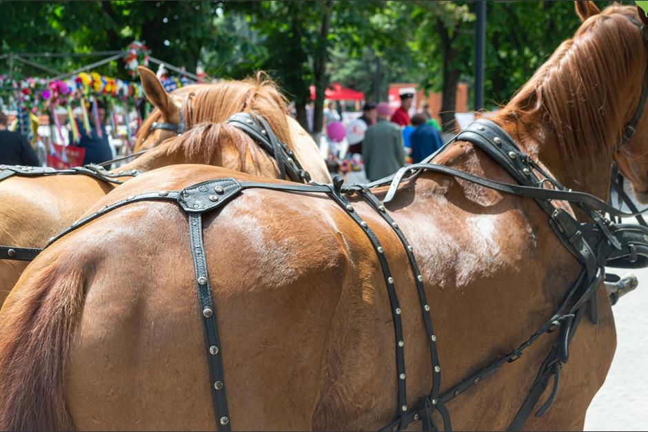 Una de las armas no ten&iacute;a documentaci&oacute;n. (Foto: Shutterstock)