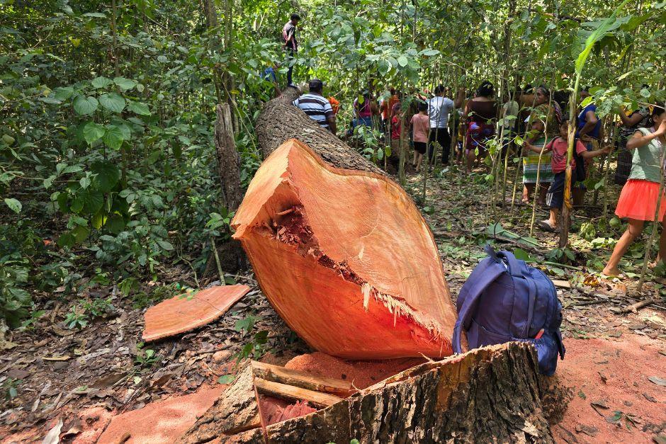 El &aacute;rbol era talado para convertirlo en le&ntilde;a. (Foto: Surama Rodas/colaboradora)