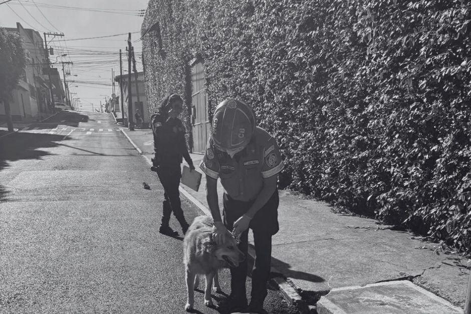 El perro se qued&oacute; a la par del cuerpo sin vida de su presunto due&ntilde;o. (Foto: Bomberos Municipales)