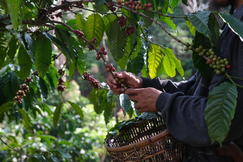 Anacaf&eacute; dio a conocer las proyecciones de exportaci&oacute;n basadas en la &uacute;ltima cosecha del arom&aacute;tico. (Foto: Canva/Soy502)