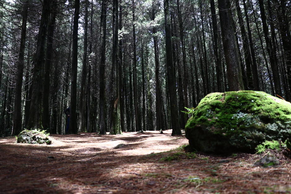 La flora es uno de los aspectos m&aacute;s atractivos del cerro. (Foto: Oswaldo Cop/Colaborador)