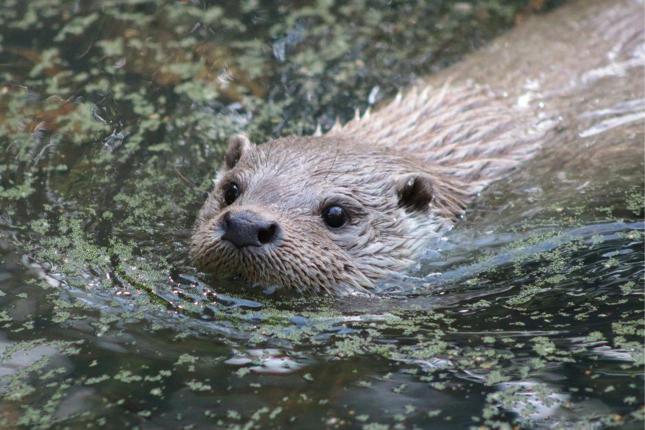 Estos excelentes nadadores son una especie que suelen vivir en r&iacute;os, lagos y zonas costeras. (Foto ilustrativa: Shutterstock)