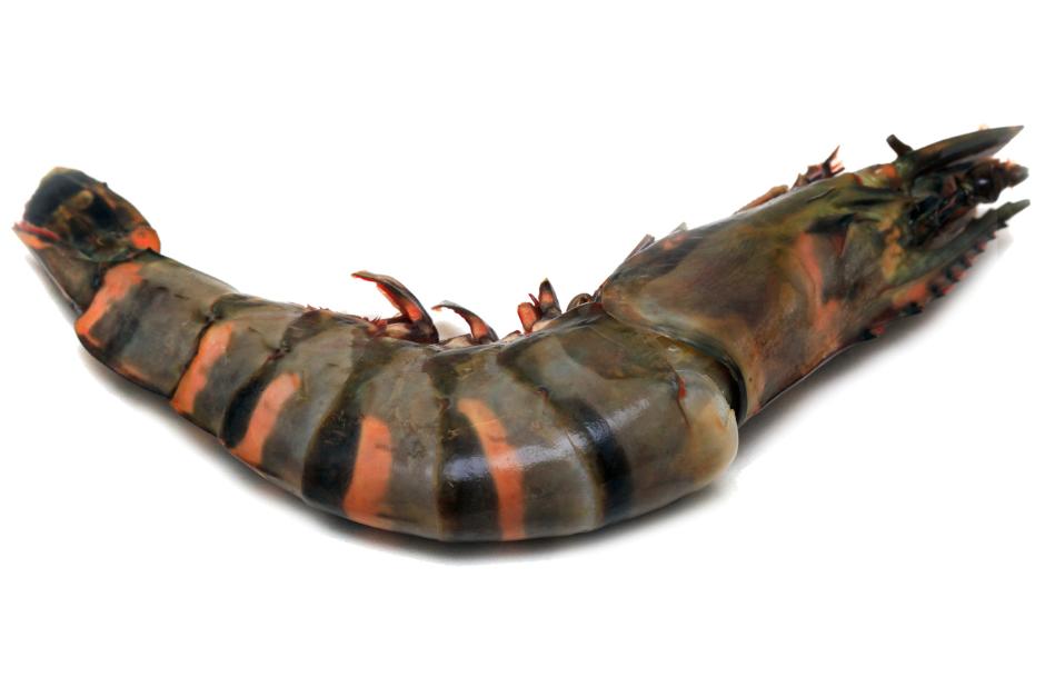 Localizan camar&oacute;n tigre en territorio guatemalteco