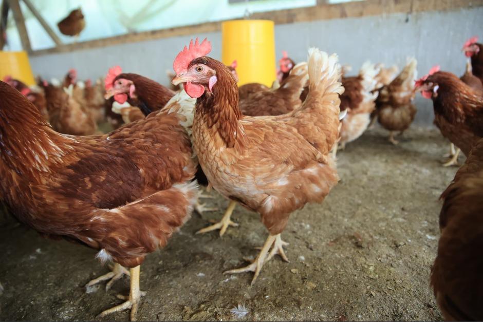 Estas deben tener los cuidados necesarios para la producci&oacute;n de huevos. (Foto: MAGA)