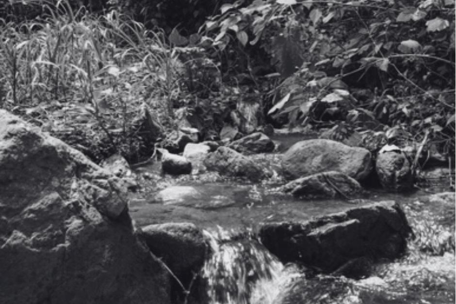 Luego de las necropsias correspondientes, determinaron las causas de muerte.&nbsp;(Foto ilustrativa: Shutterstock)