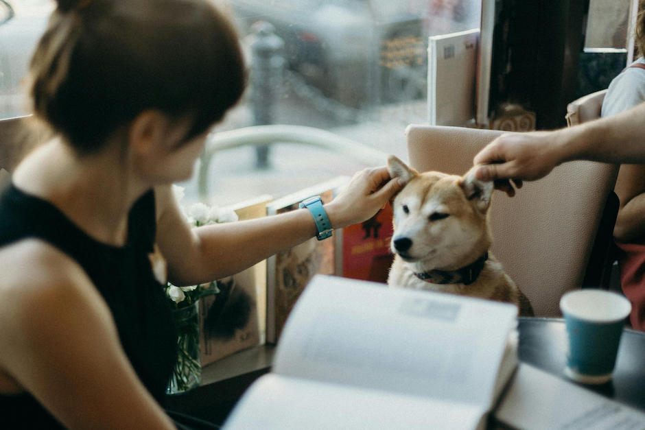 Disfruta con tu mascota del d&iacute;a del amor y la amistad con un plan inolvidable. (Foto: Pexels)