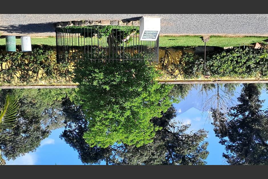El nuevo &aacute;rbol se encuentra plantado en el patio principal del templo de El Calvario.&nbsp;(Foto: Renato Melgar/Colaborador)