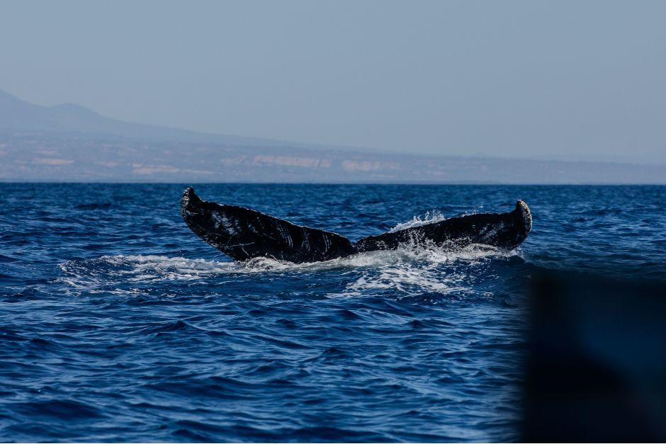 Los cet&aacute;ceos son vistos durante marzo y abril en las playas de Guatemala. (Foto: Conap)
