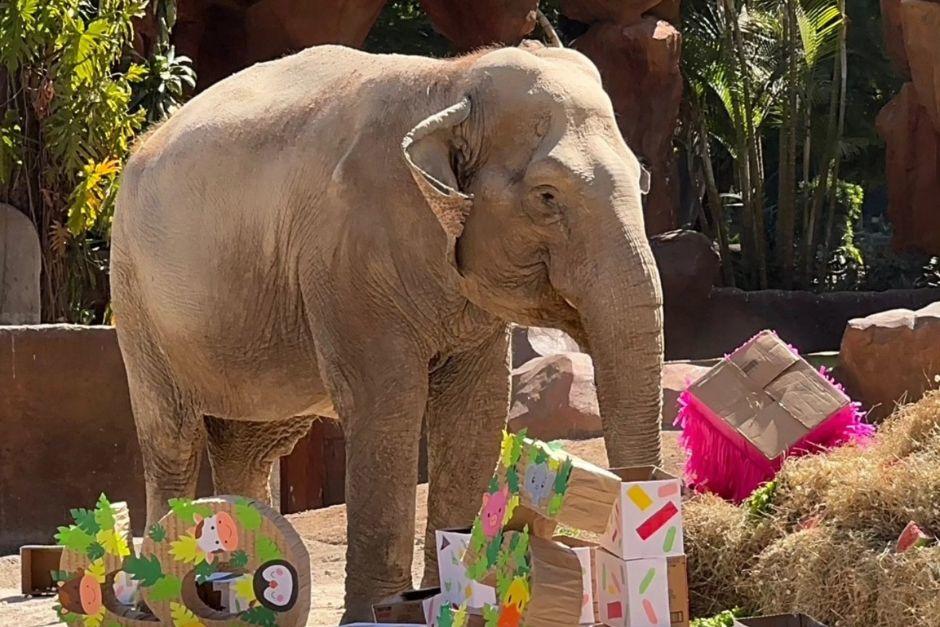 "Trompita" cumpli&oacute; 65 a&ntilde;os de vida, algo que es hist&oacute;rico para el Zool&oacute;gico La Aurora. (Foto: Plana Informativa)