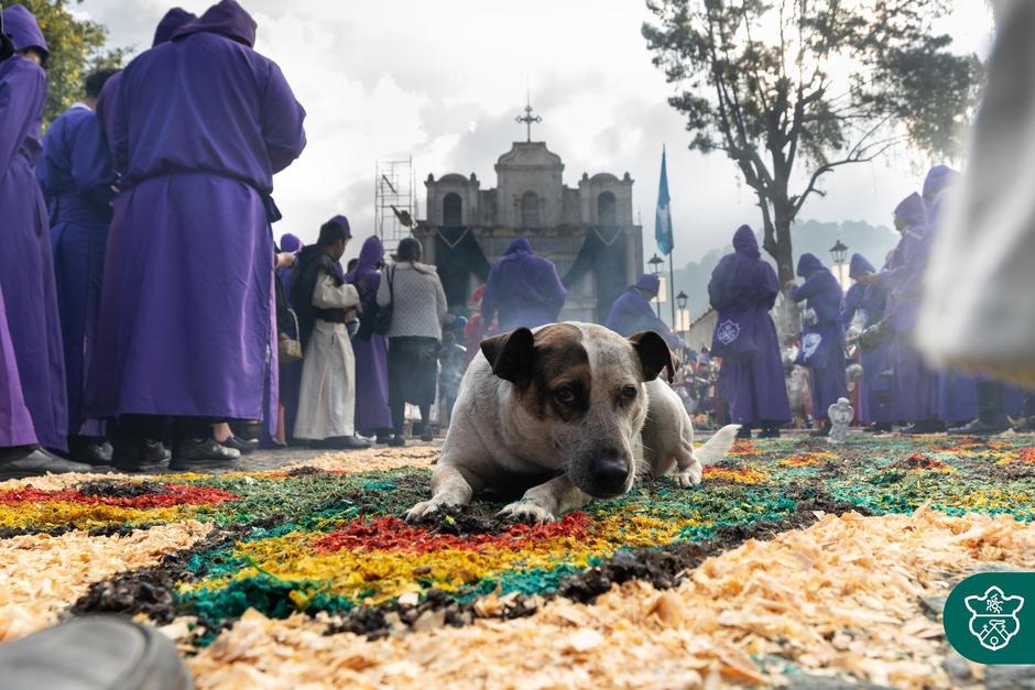 El perrito fue captado en una de las alfombras del primer domingo de Cuaresma. (Foto: Municipalidad de Antigua Guatemala)