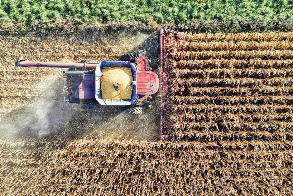 Guatemala es uno de los pa&iacute;ses con mayor dependencia&nbsp;del sector agropecuario en Latinoam&eacute;rica. (Foto: Canva/Soy502)