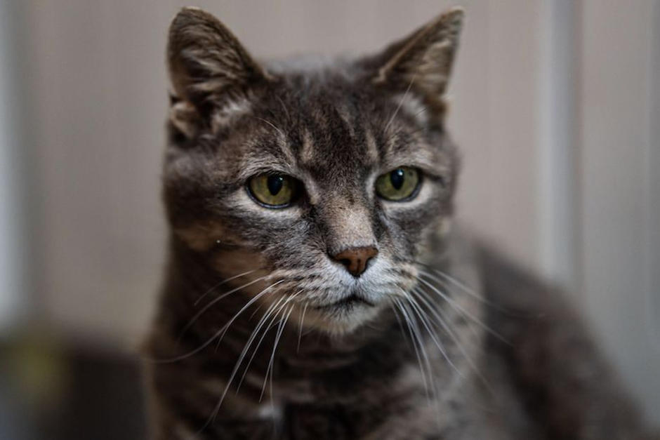 Estas se&ntilde;ales pueden mostrarte que tu gato ya entr&oacute; en la etapa de la vejez. (Foto: Pexels)
