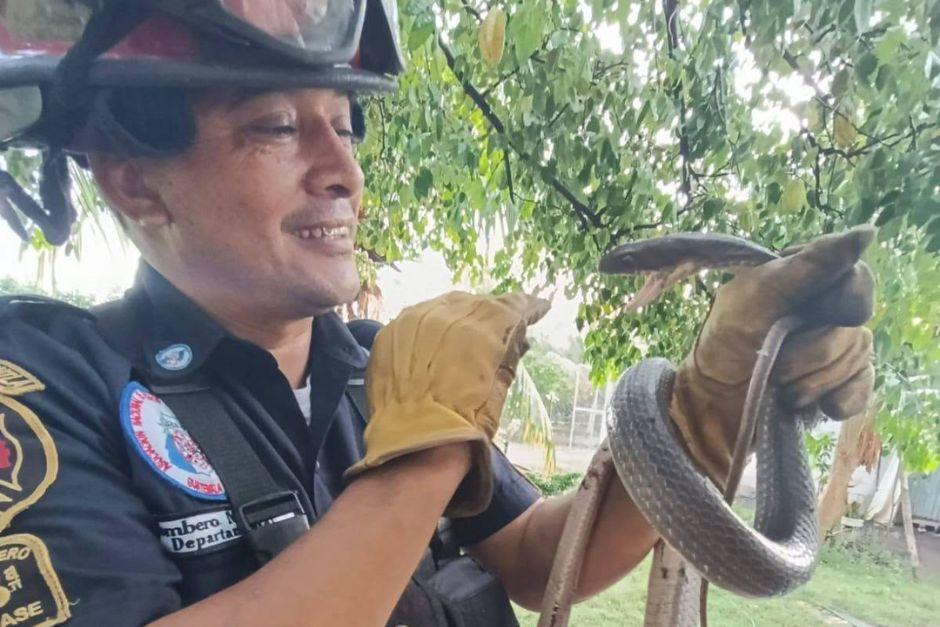 Una serpiente zumbadora fue rescatada este lunes en Escuintla. (Foto: CBMD)