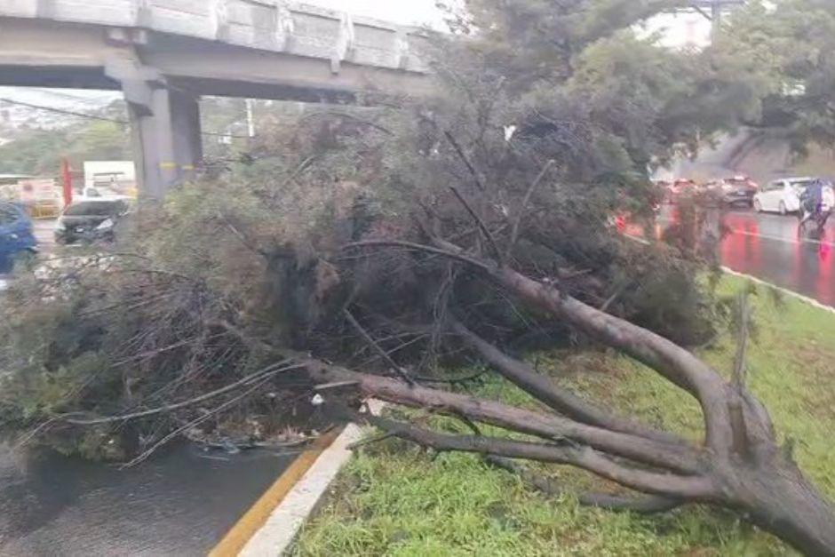 Uno de los carriles de la calzada Roosevelt ha quedado obstaculizado por el &aacute;rbol ca&iacute;do. (Foto: Tr&aacute;nsito Mixco)