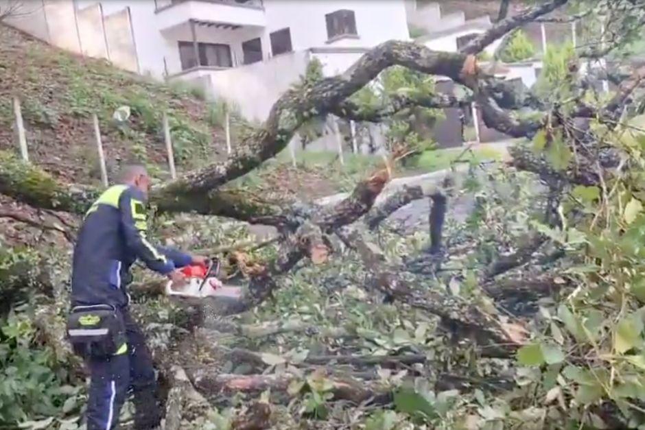 El &aacute;rbol cay&oacute; repentinamente sobre la cinta asf&aacute;ltica. (Foto: Captura de video)