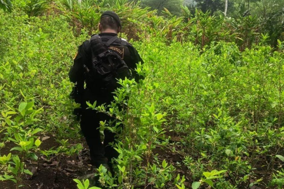 La plantaci&oacute;n de droga fue erradicada por las autoridades correspondientes. (Foto: PNC)