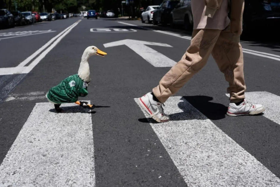 El Pato Merl&iacute;n es la sensaci&oacute;n en la Copa del Mundo 2026. (Foto: AFP)