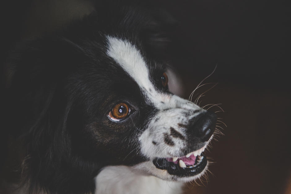 Estos consejos pueden ayudar a rehabilitar a tu mascota. (Foto: Pexels)