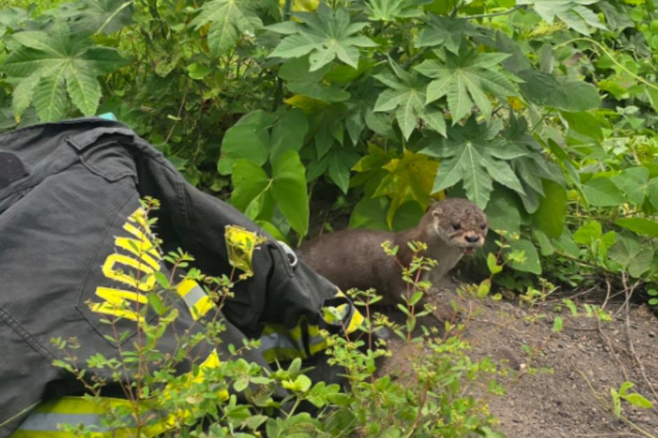 La nutria fue liberada ruta a las Cruces, en el r&iacute;o seco. (Foto: Romario Aguilar/Colaborador)