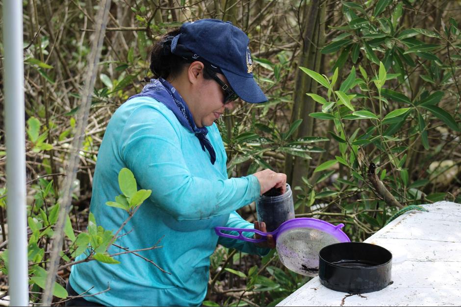 Personal t&eacute;cnico del Insivumeh realiz&oacute; la toma de muestras de agua en el ecosistema estuarino de Sipacate, Escuintla, para evaluar la salud ambiental de los manglares. (Foto: Insivumeh / Soy502)