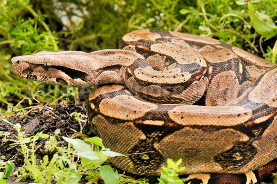 La mazacuata es la especia de serpiente m&aacute;s grande que se encuentra en Guatemala. (Foto: Wikipedia / Soy502)